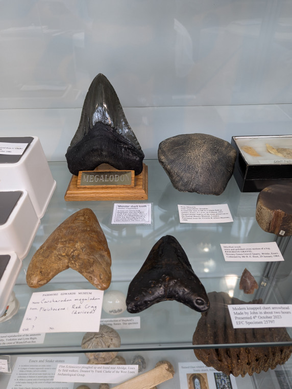 Otodus megalodon teeth on display at Green Centre Pitsea Copyright: William George