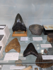 Otodus megalodon teeth on display at Green Centre Pitsea 