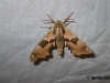 Lime Hawk-moth 4 Copyright: Ben Sale