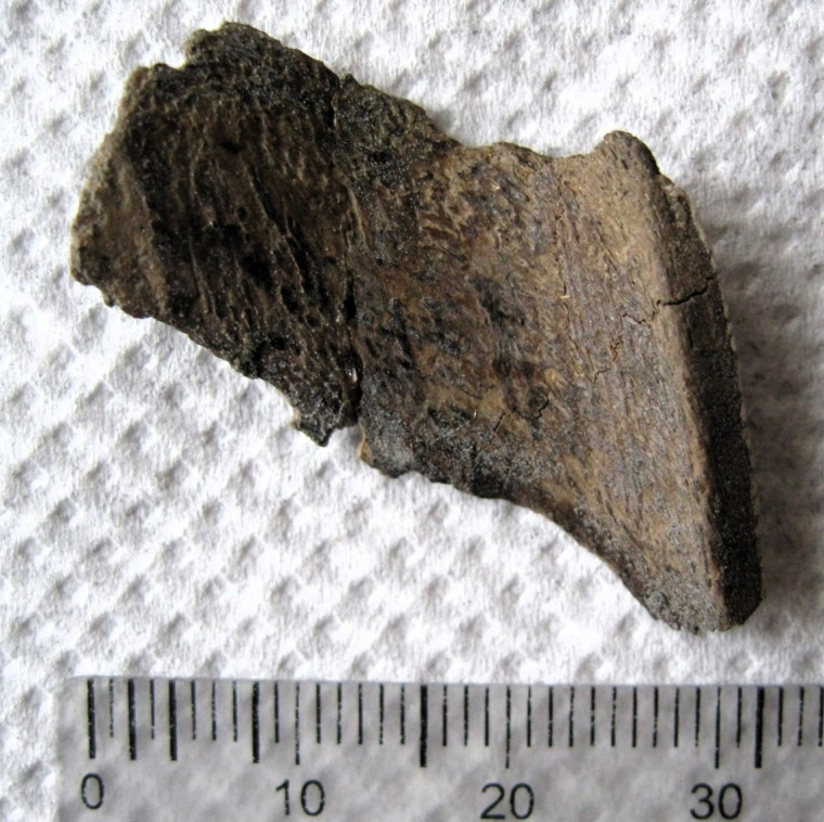 Amylodon eocaena chimaeroid plate Walton on Naze Copyright: William George