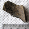 Amylodon eocaena chimaeroid plate Walton on Naze 