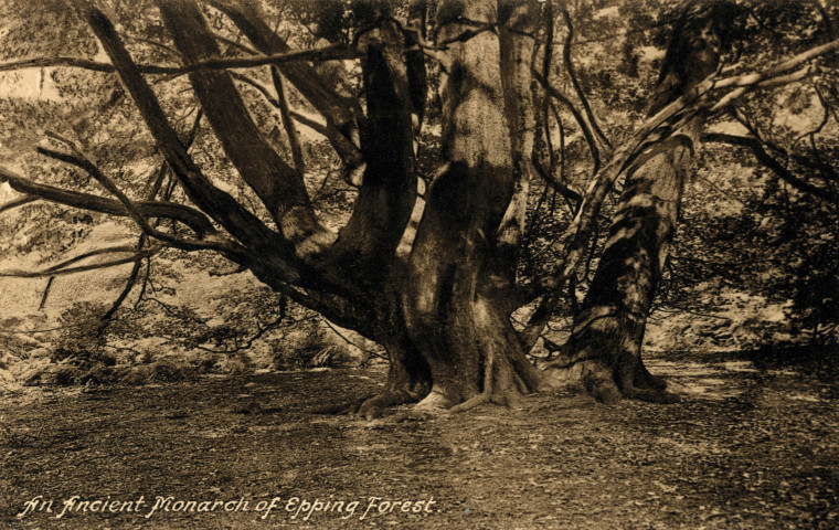 Epping Forest An Ancient Monarch Copyright: William George