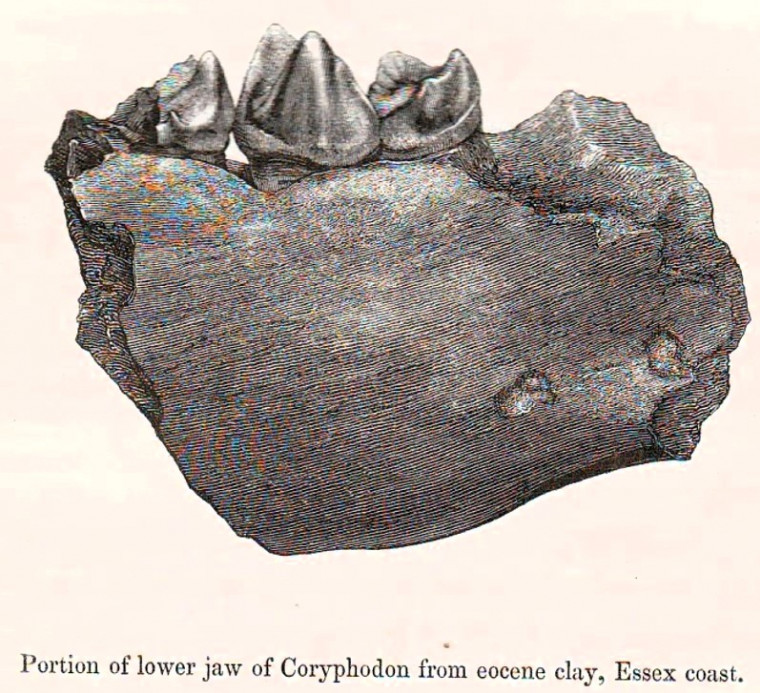 Harwich dredged fossil Coryphodon jaw fragment London Clay Copyright: William George