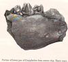 Harwich dredged fossil Coryphodon jaw fragment London Clay 