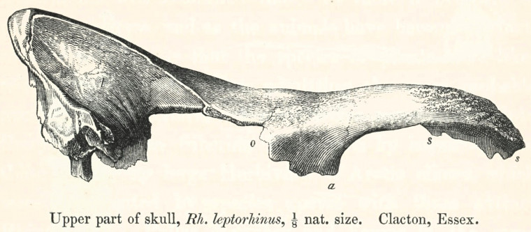 Rhinoceros leptorhinus  skull Pleistocene Clacton 1845 image Copyright: William George