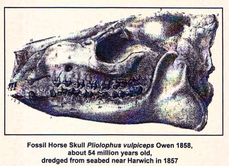 Harwich dredged fossil horse skull London Clay Copyright: William George