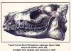 Harwich dredged fossil horse skull London Clay 