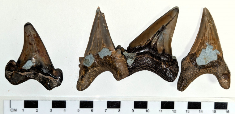 Otodus obliquus shark teeth London Clay derived Copyright: William George
