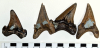 Otodus obliquus shark teeth London Clay derived