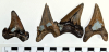 Otodus obliquus shark teeth London Clay derived 