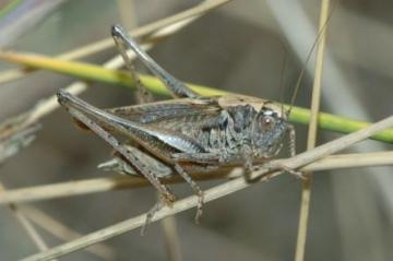 Grey Bush-cricket Copyright: Ted Benton
