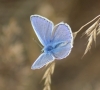 Common Blue (male) Copyright: Robert Smith