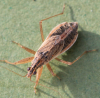 Nabis flavomarginatus female 