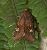 Amphipoea oculea Ear Moth Copyright: Graham Ekins