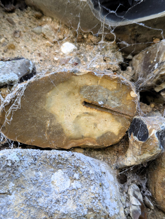 Wakes Colne Church Fossil Sea Urchin Spine 13 September 2024 Copyright: William George