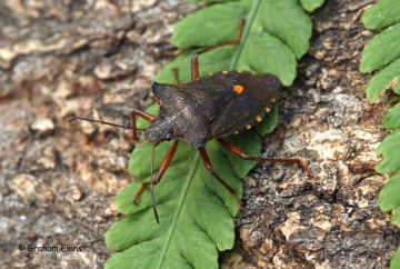 Pentatoma rufipes (Forest Bug) 2 Copyright: Graham Ekins