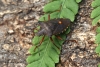 Pentatoma rufipes (Forest Bug) 2 Copyright: Graham Ekins