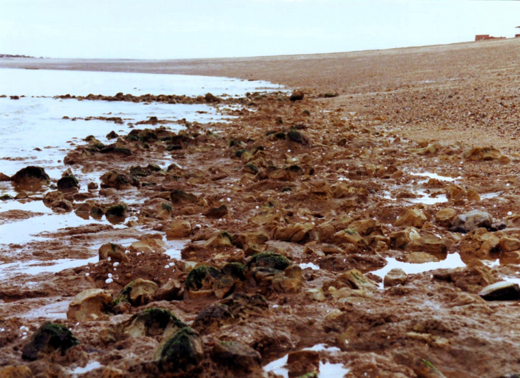 Pleistocene Channel with London Clay Cement Stones Jaywick beach Copyright: William George