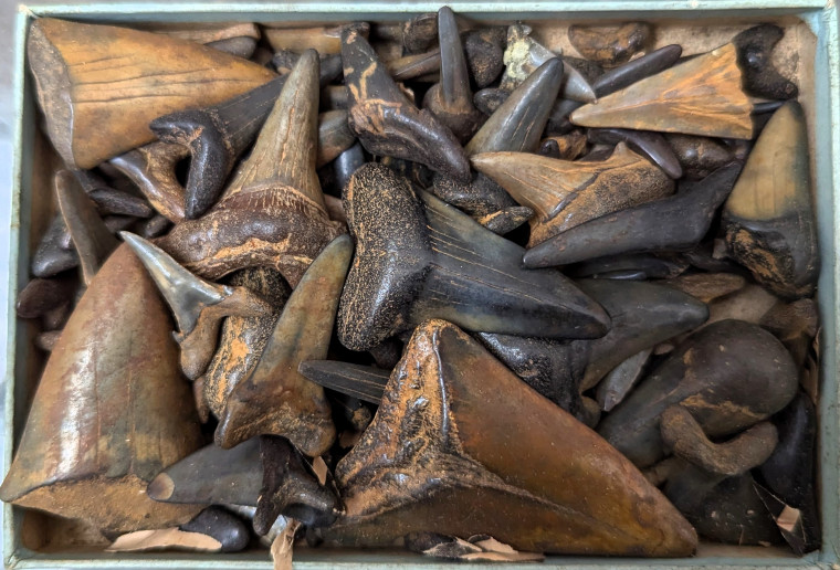 Cosmopolitodus hastalis  Otodus obliquus Shark Teeth Copyright: William George