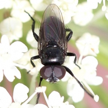 Litophasia hyalipennis (male) Copyright: Jeremy Richardson