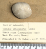 Conulus albogalerus fossil sea urchin top G Lucy 