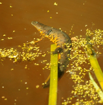 Great Crested Newt - Female - 30th April 2013 Copyright: Ian Rowing