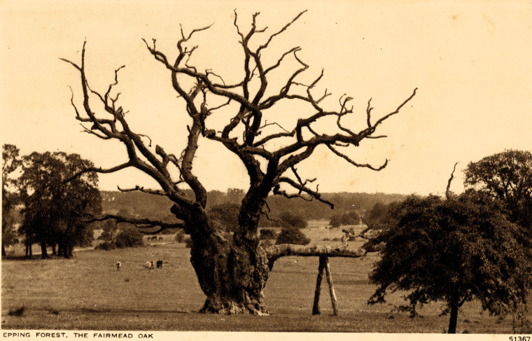 Epping Forest Fairmead Oak Copyright: William George