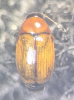 Cryptocephalus pusillus top 