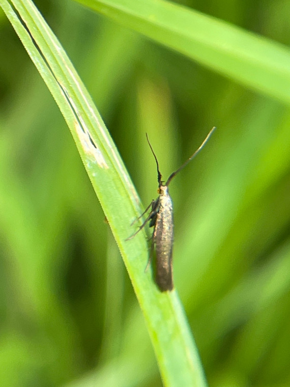 Scabious Longhorn Copyright: Jonathan Norgate