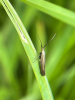 Scabious Longhorn