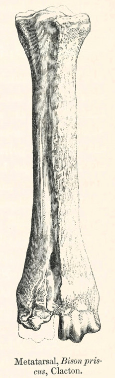 Bison priscus metacarpal Clacton 1845 image Copyright: William George