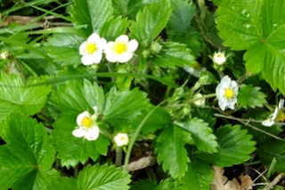 Wild Sstrawberry Copyright: Peter Pearson