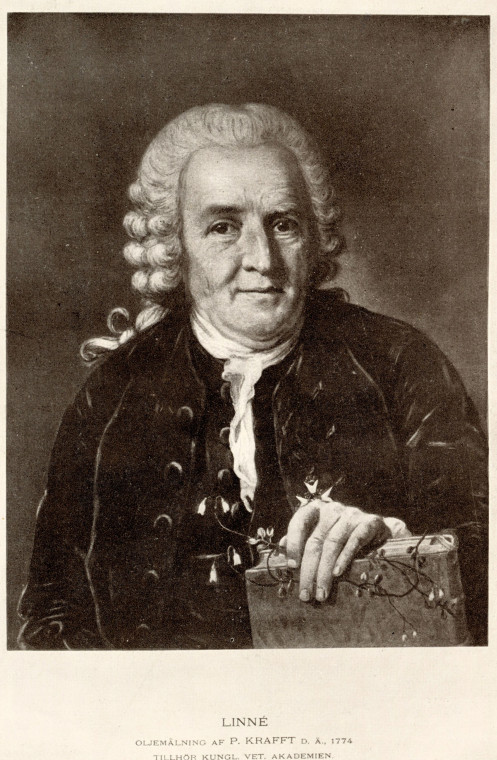 Carl von Linne 1707 to 1778 Botanist Copyright: Tycho Tullberg