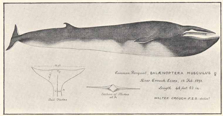 Common Rorqual drawing by Walter Crouch 1891 Copyright: William George