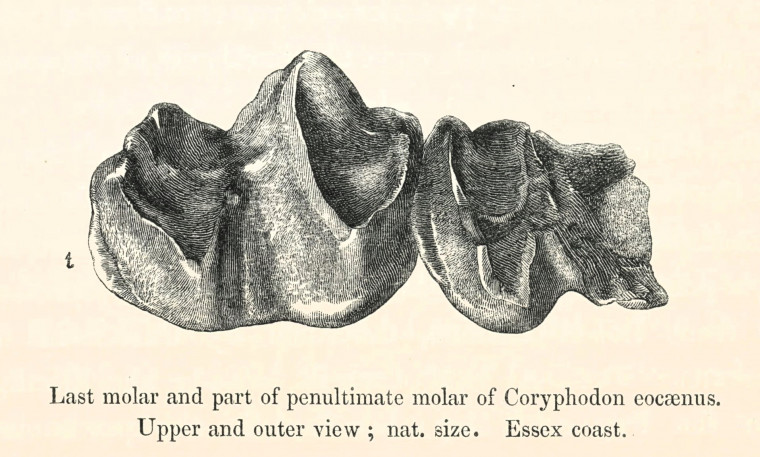 Coryphodon eocaenus fossil upper view lower jaw 1845 image Copyright: William George