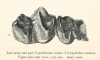 Coryphodon eocaenus fossil upper view lower jaw 1845 image  