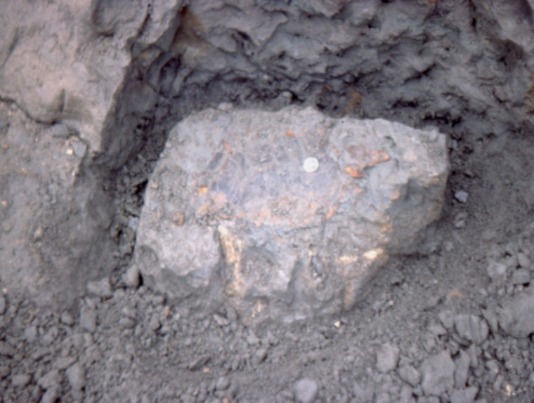 Puppigerus camperi turtle in situ Walton on the Naze Copyright: William George