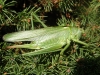 Great green bush cricket Copyright: Sue Grayston
