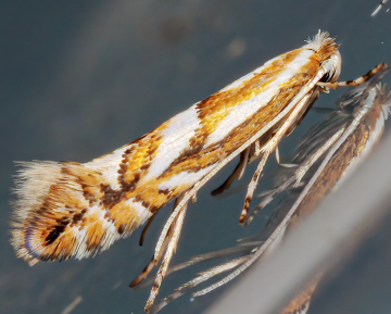 Phyllonorycter dubitella 01-09-2024 Copyright: Bill Crooks