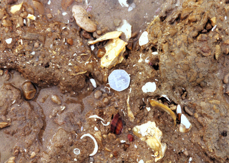 Pleistocene Channel with in situ molluscs Jaywick beach Copyright: William George