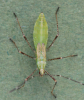 Metatropis rufescens nymph