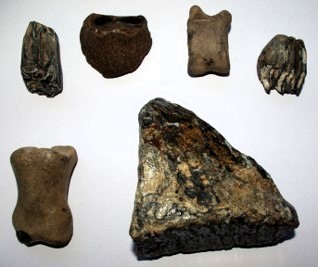 Fossil Mammal Bones from Recharged Beach Clacton 2 Copyright: William George