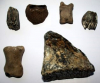 Fossil Mammal Bones from Recharged Beach Clacton 2 