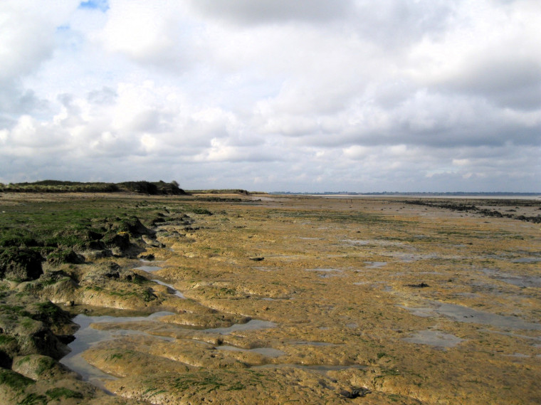 Walton on the Naze Loess and Holocene Deposits at The Naze Copyright: William George