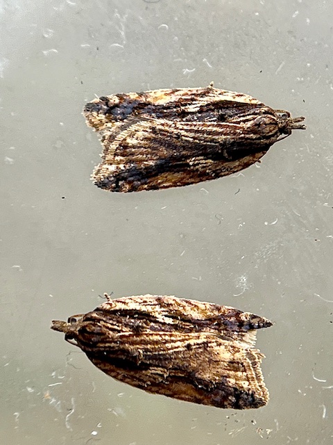 Dark-streaked Tortrix Copyright: Jonathan Norgate