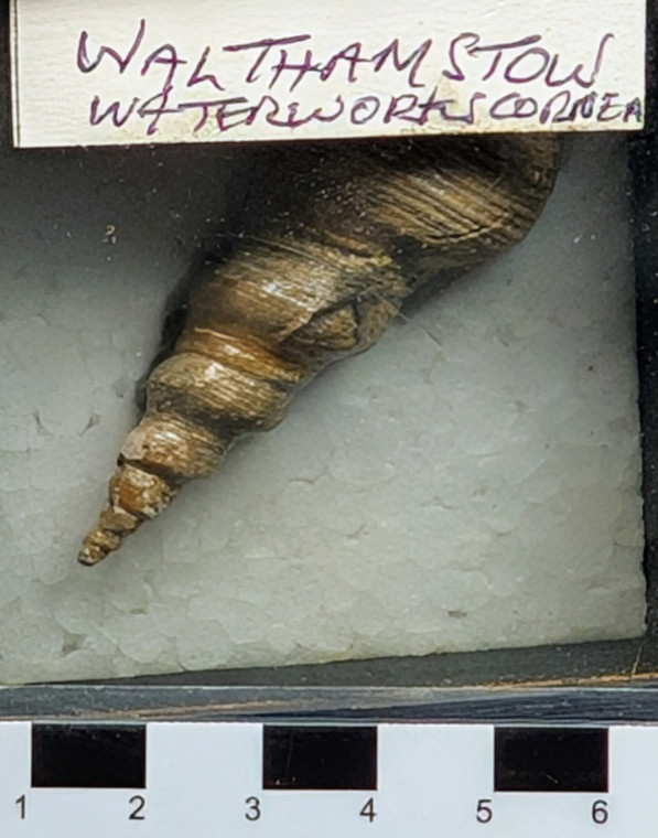 Fossil gastropod shell from London Clay in box collected 1968 Copyright: Mike Daniels Collection