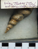 Fossil gastropod shell from London Clay in box collected 1968