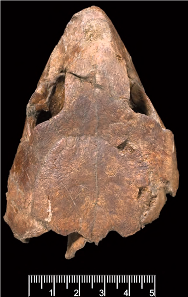 Puppigerus camperi turtle skull Walton on the Naze Copyright: William George