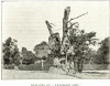 Yeldham Oak 1897 