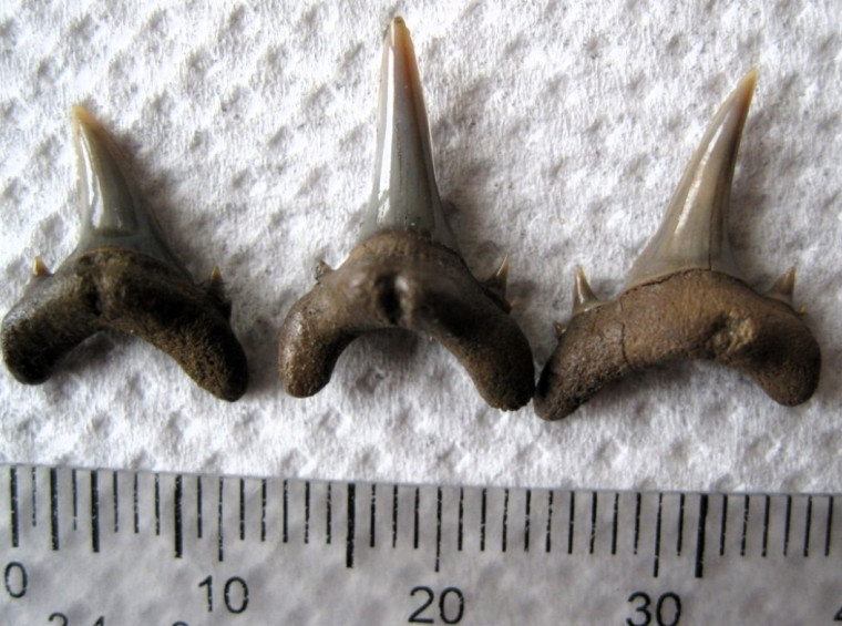 Three Sharks teeth from Eocene of Walton on the Naze Copyright: William George